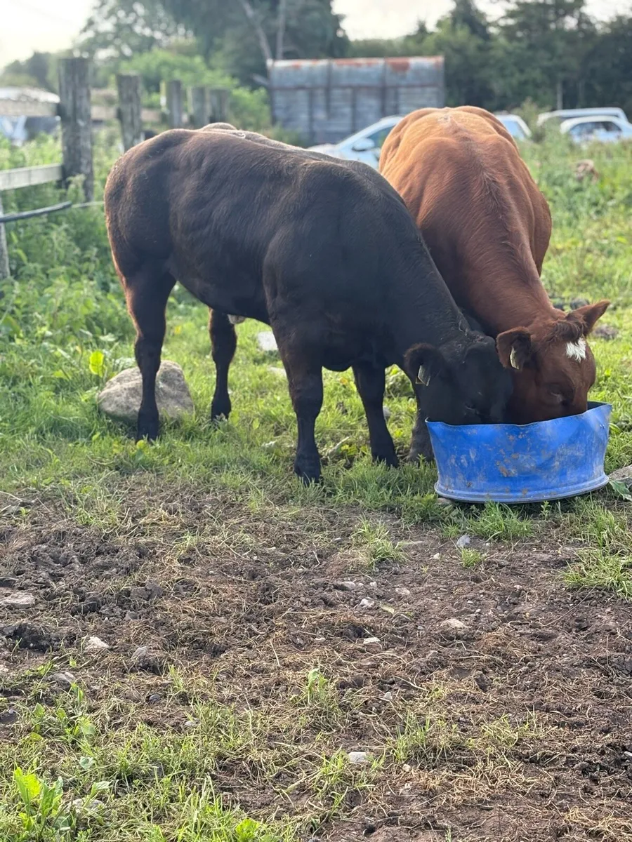Show cattle - Image 1