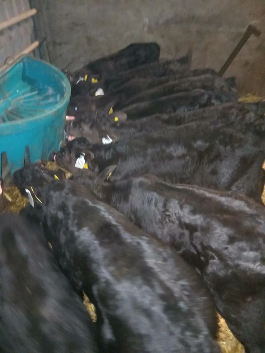 10 smashing angus bull calves - Image 1