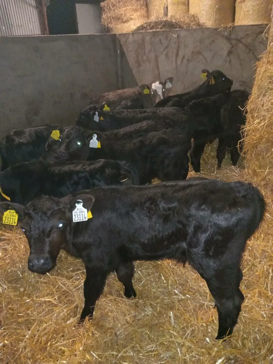 10 smashing angus bull calves - Image 2