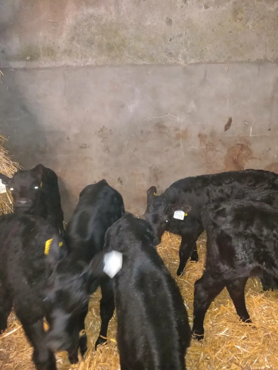 10 smashing angus bull calves - Image 3