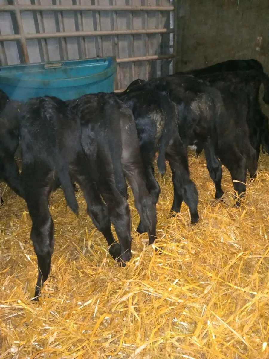 10 smashing angus bull calves - Image 4