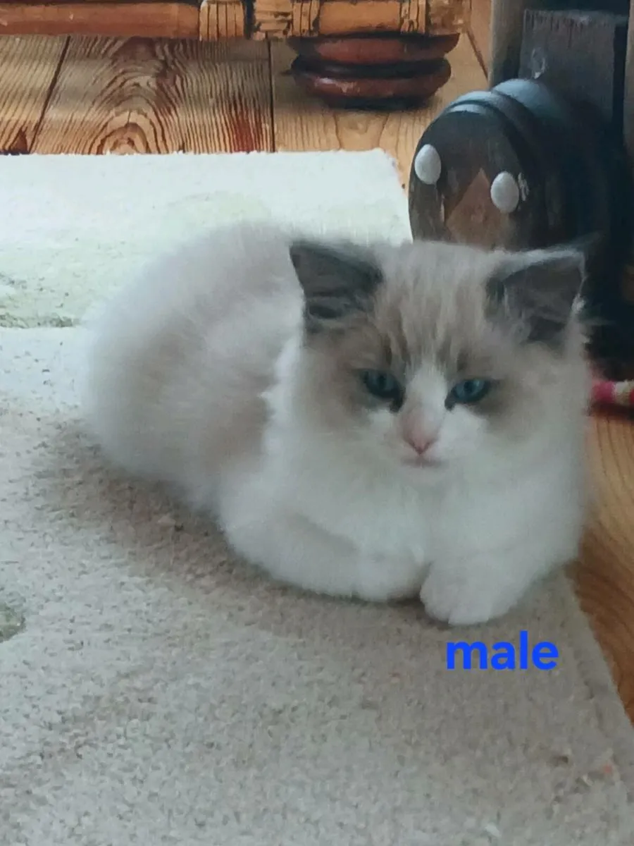 Ragdoll kittens - Image 1