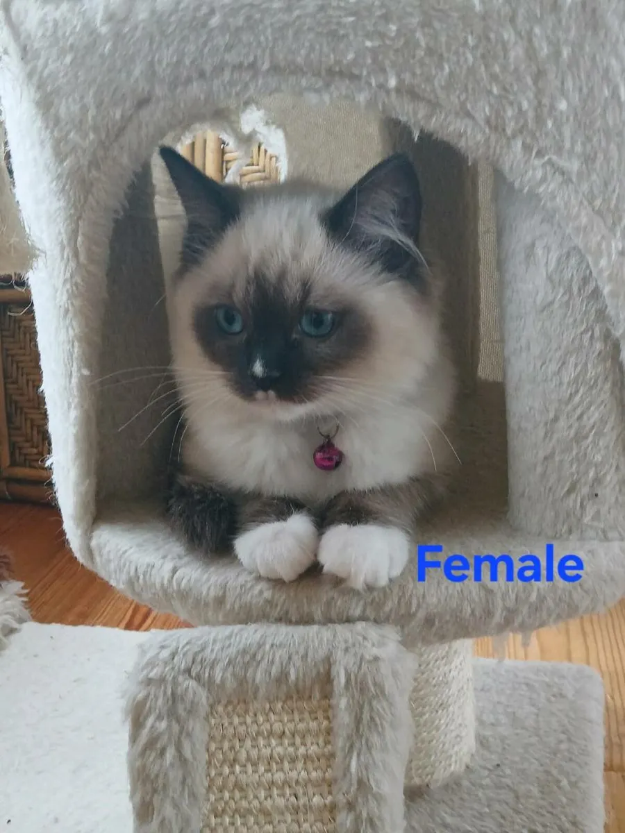 Ragdoll kittens - Image 2