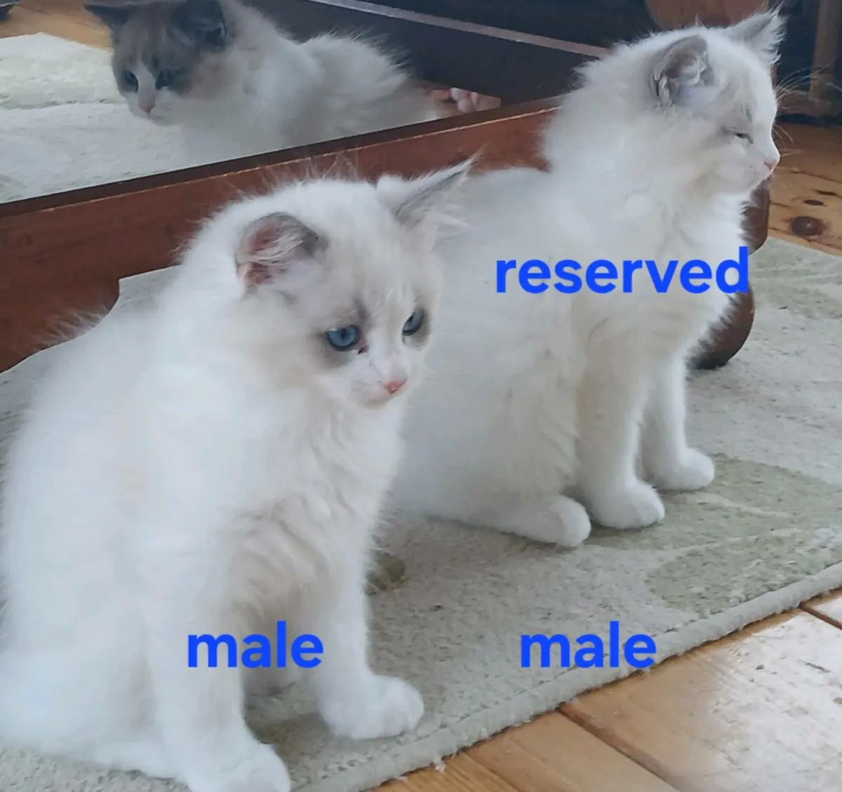 Ragdoll kittens - Image 3