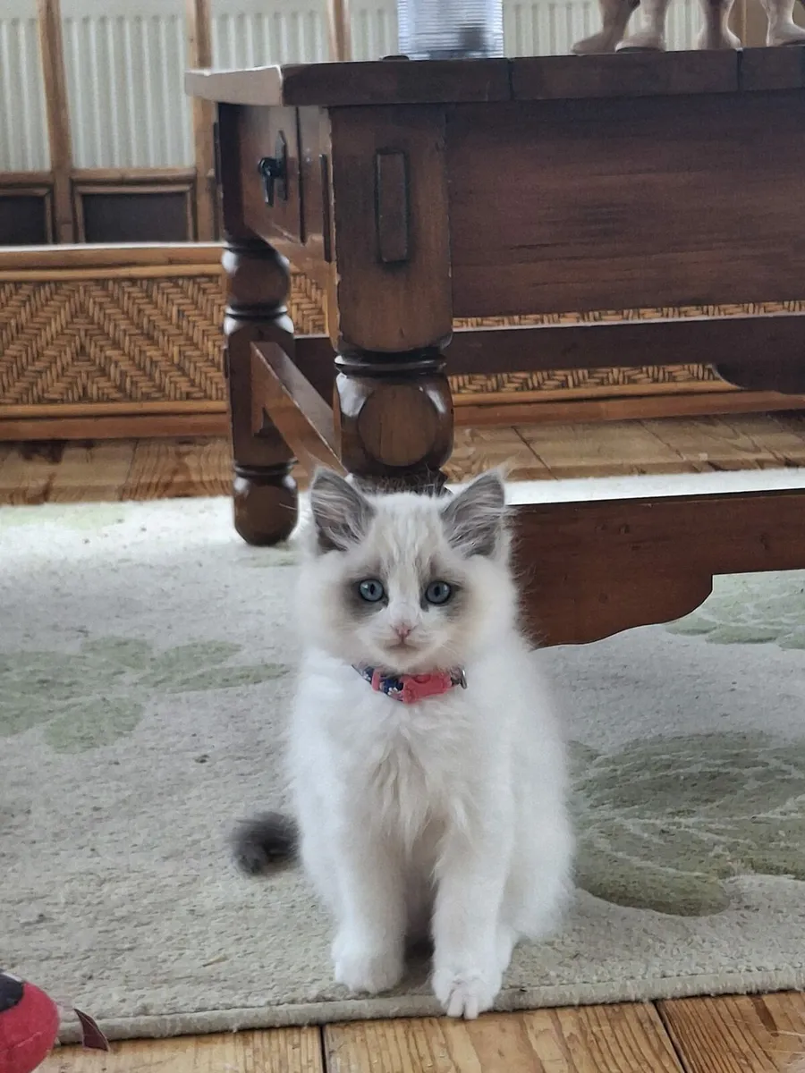 Ragdoll kittens - Image 4