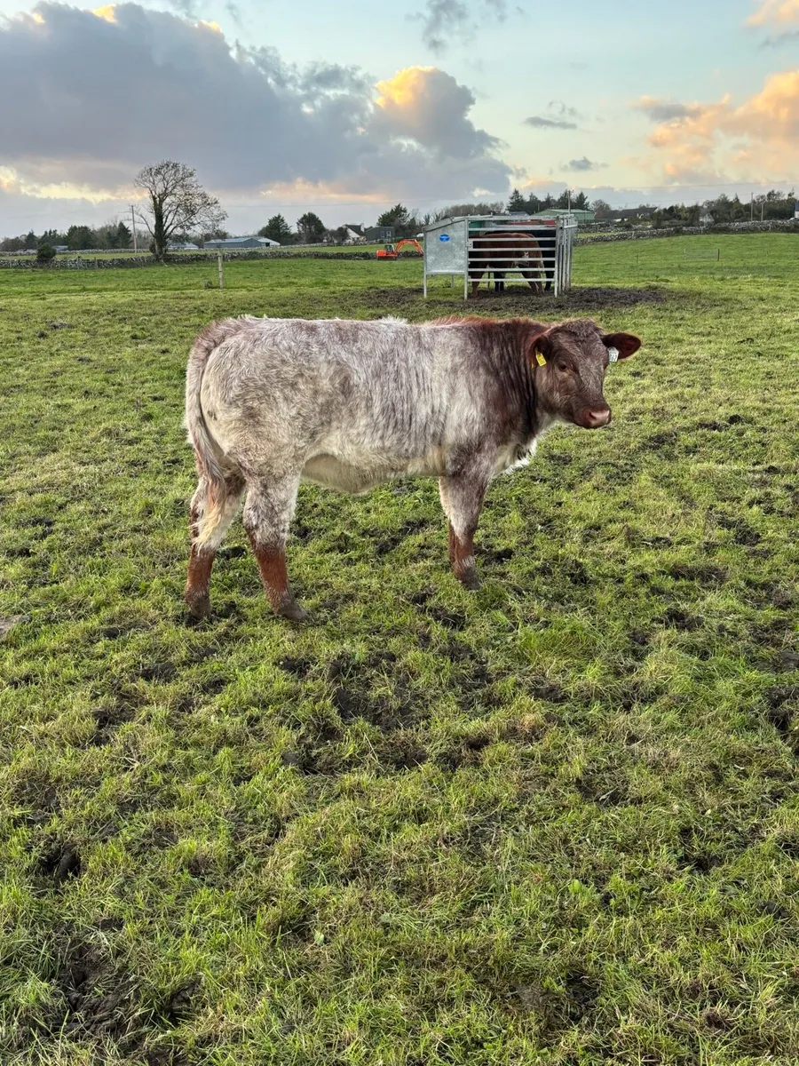 Heifer Weanlings Balla mart 7th October - Image 1