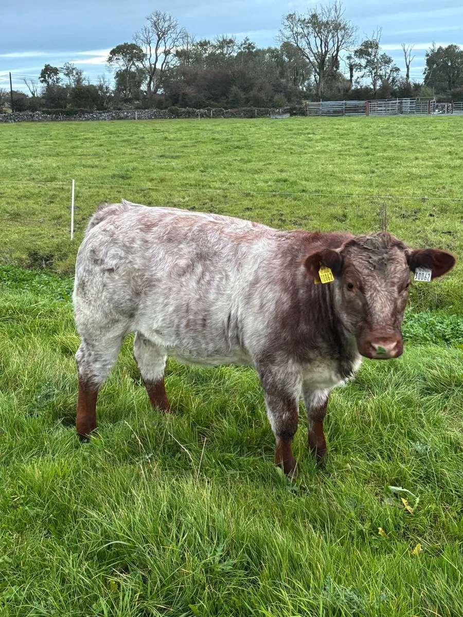 Heifer Weanlings Balla mart 7th October - Image 2