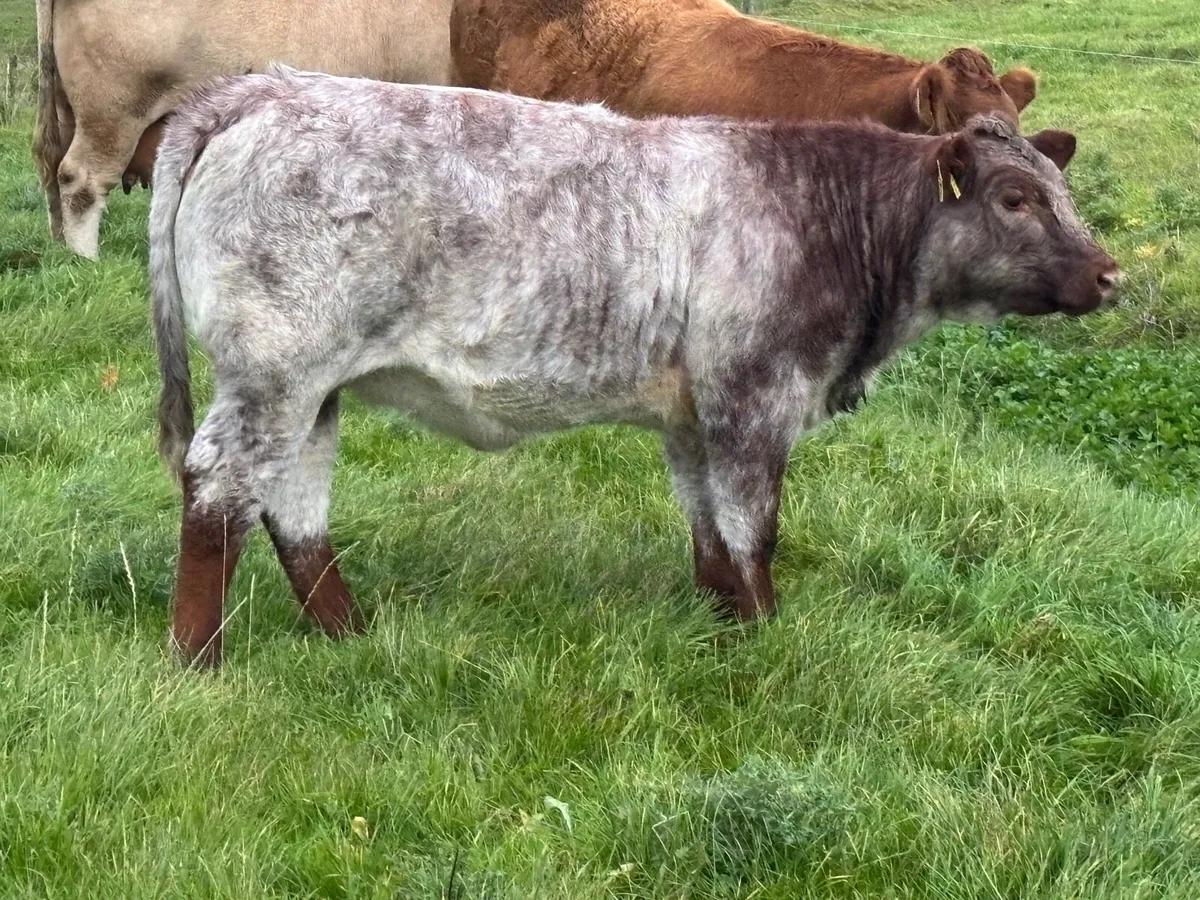 Heifer Weanlings Balla mart 7th October - Image 3