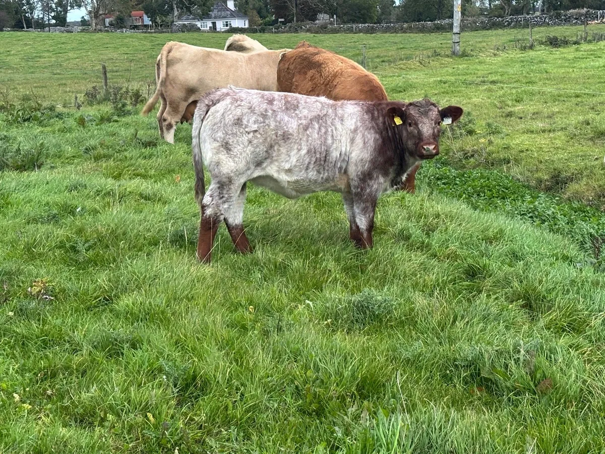 Heifer Weanlings Balla mart 7th October - Image 4