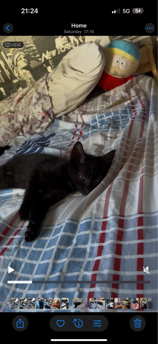 3 months kitten - Image 1