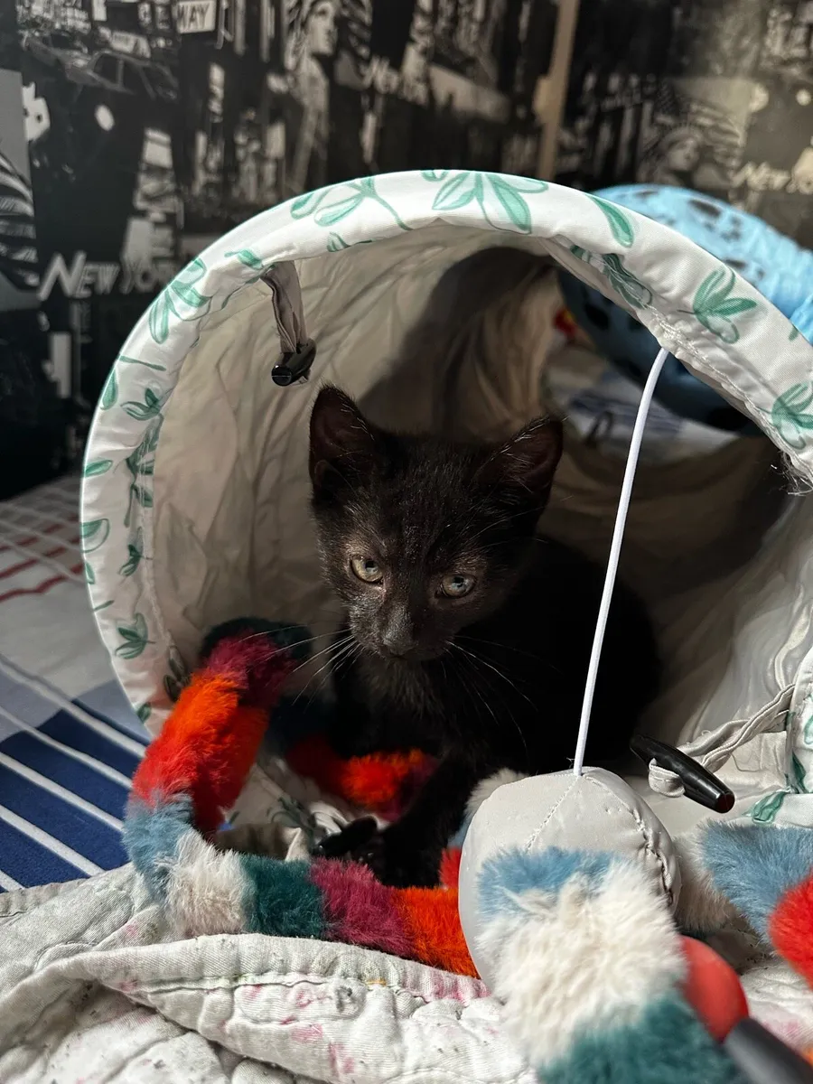 3 months kitten - Image 3