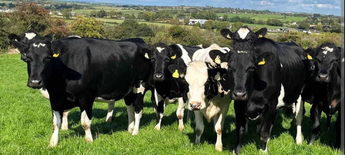 In Calf heifers - Image 1