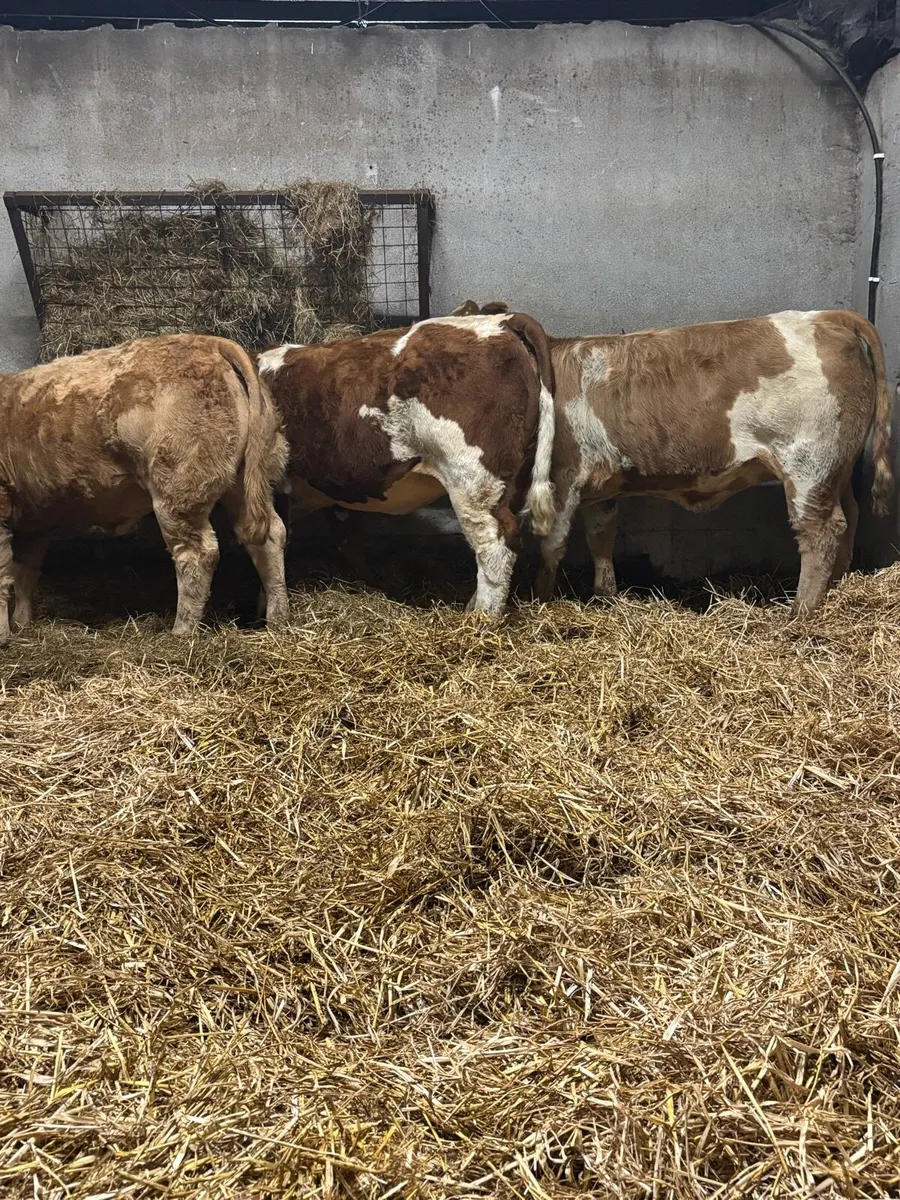 Belgian Blue Heifers - Image 1