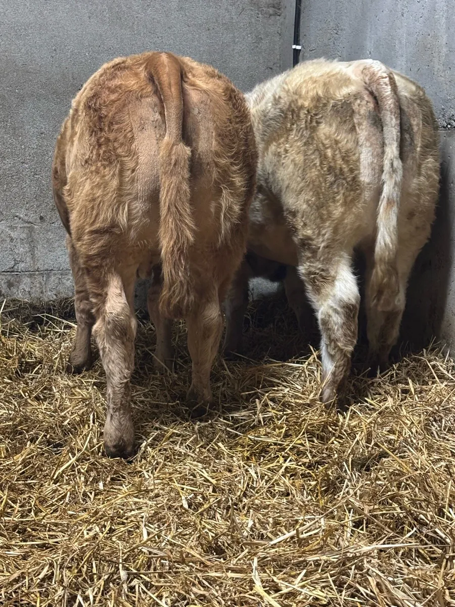 Belgian Blue Heifers - Image 2