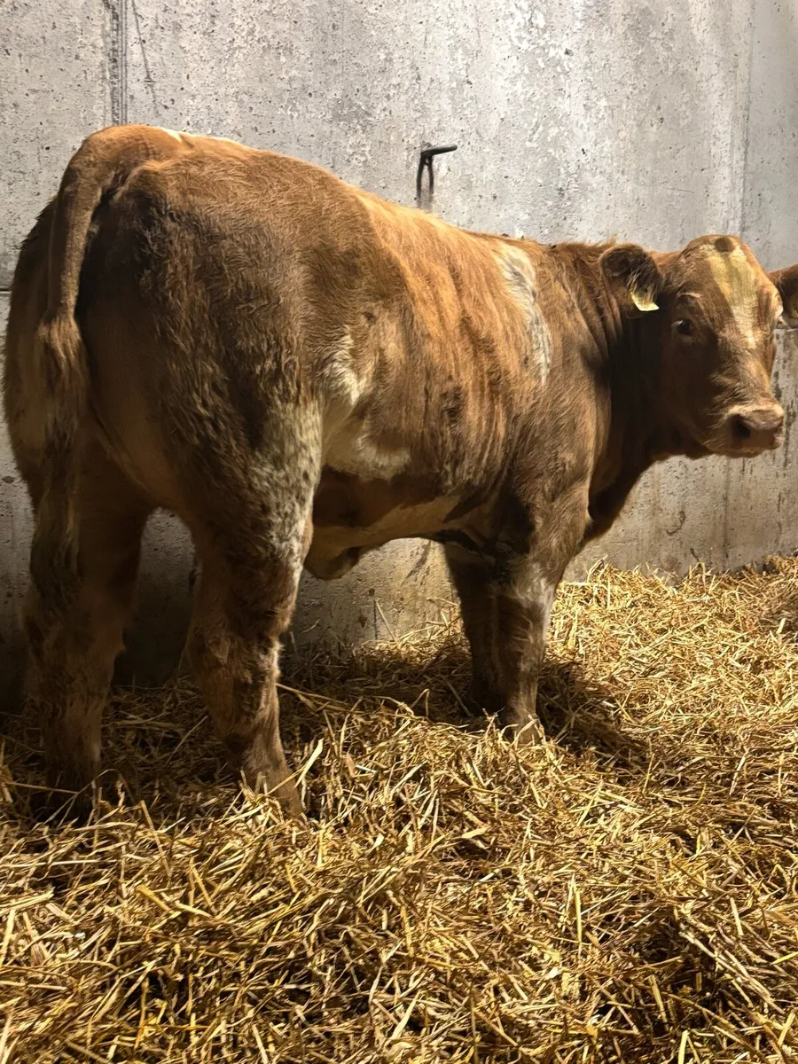 Belgian Blue Heifers - Image 3