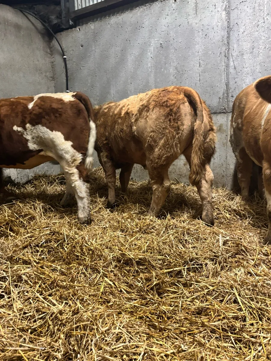 Belgian Blue Heifers - Image 4