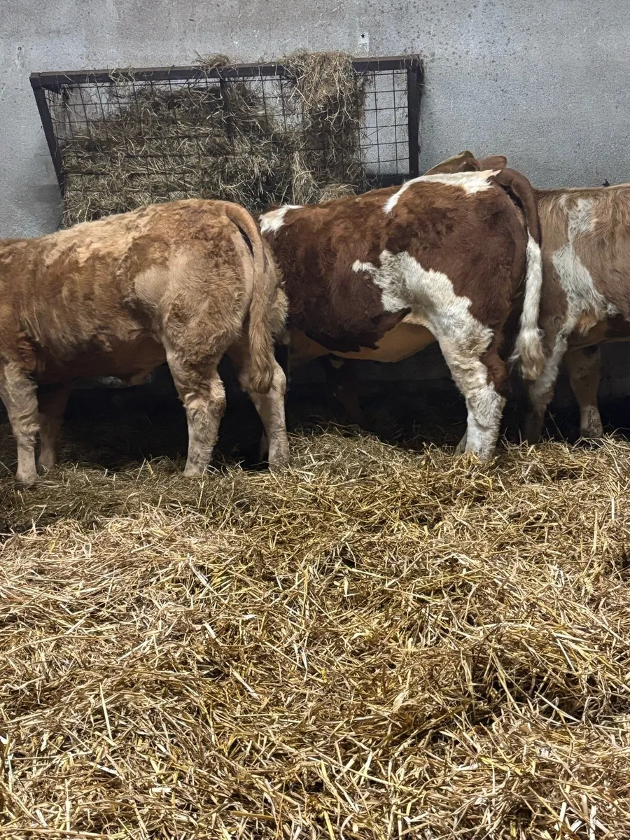 Show Chx Heifer - Image 2