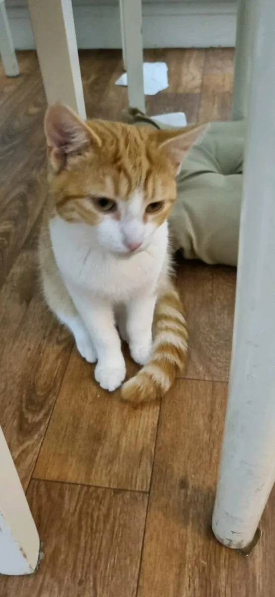 Cat - Image 1