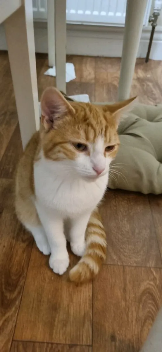 Cat - Image 2