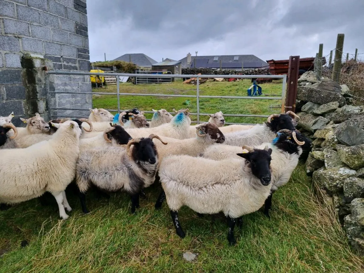 Blackface mountain ewes - Image 2