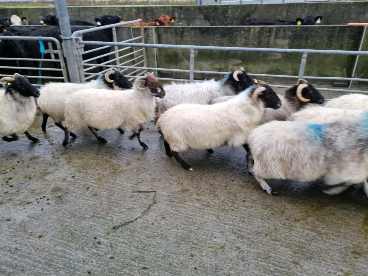 Blackface mountain ewes - Image 3
