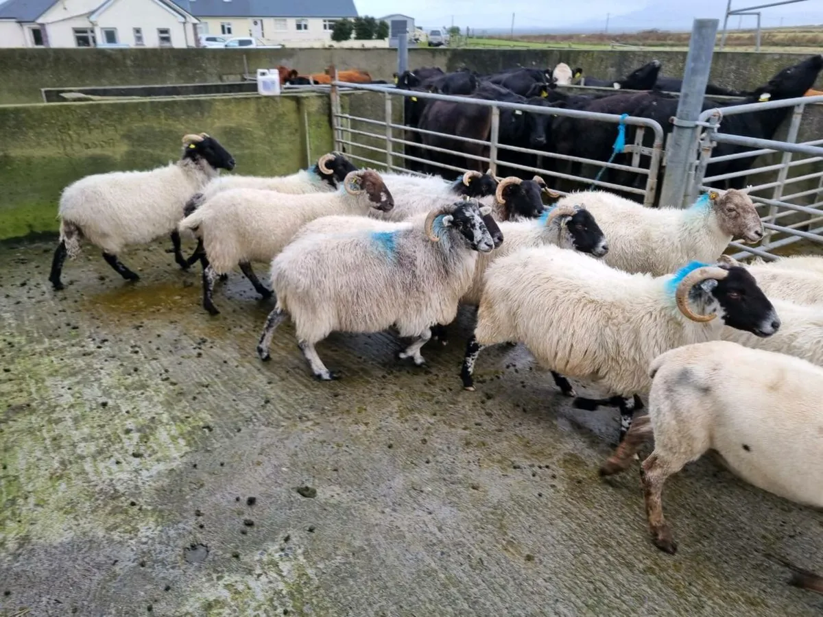 Blackface mountain ewes - Image 4