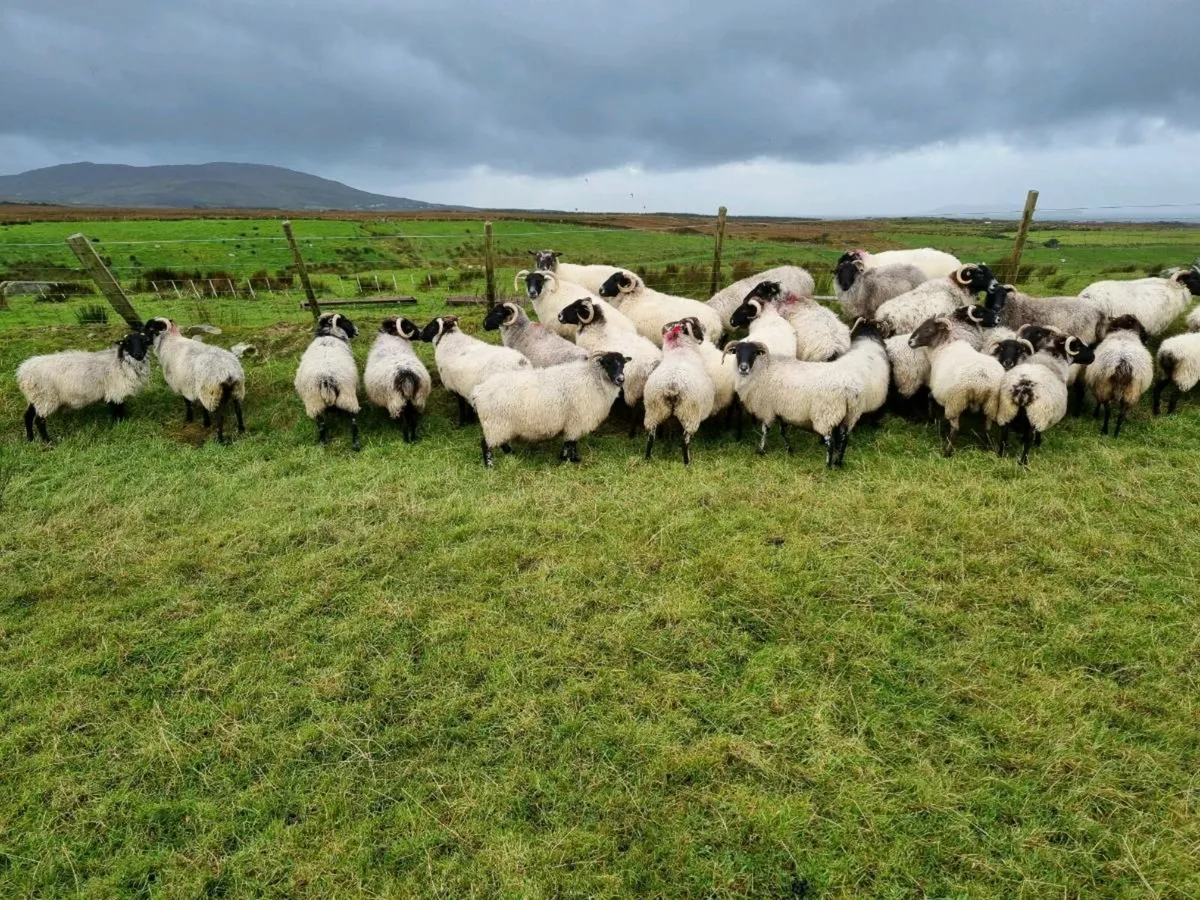 Blackface mountain ewes - Image 1
