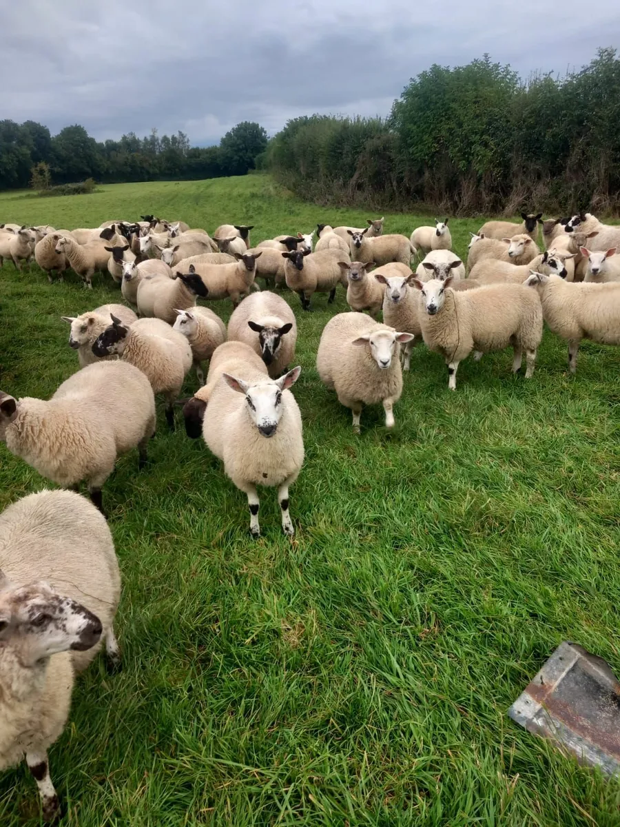 sheep - Image 1