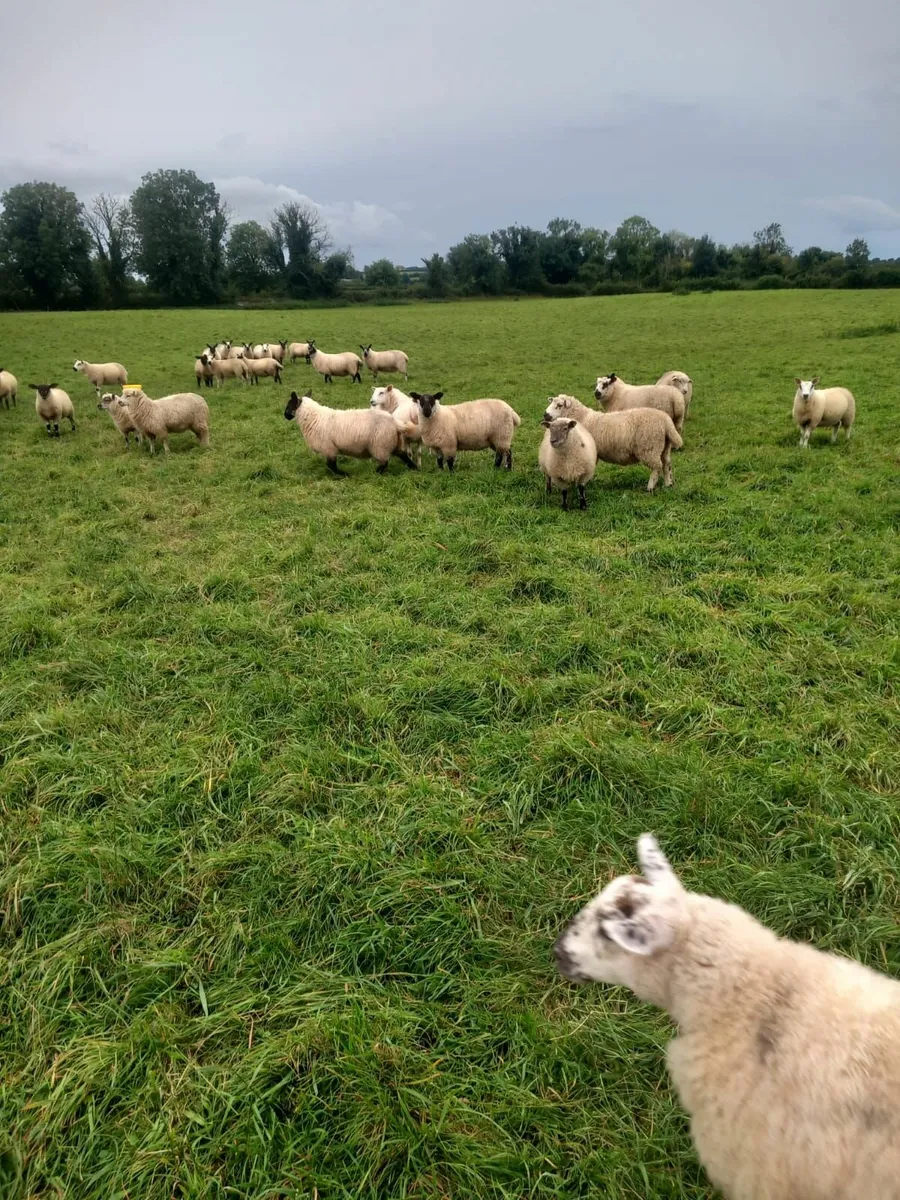 sheep - Image 2