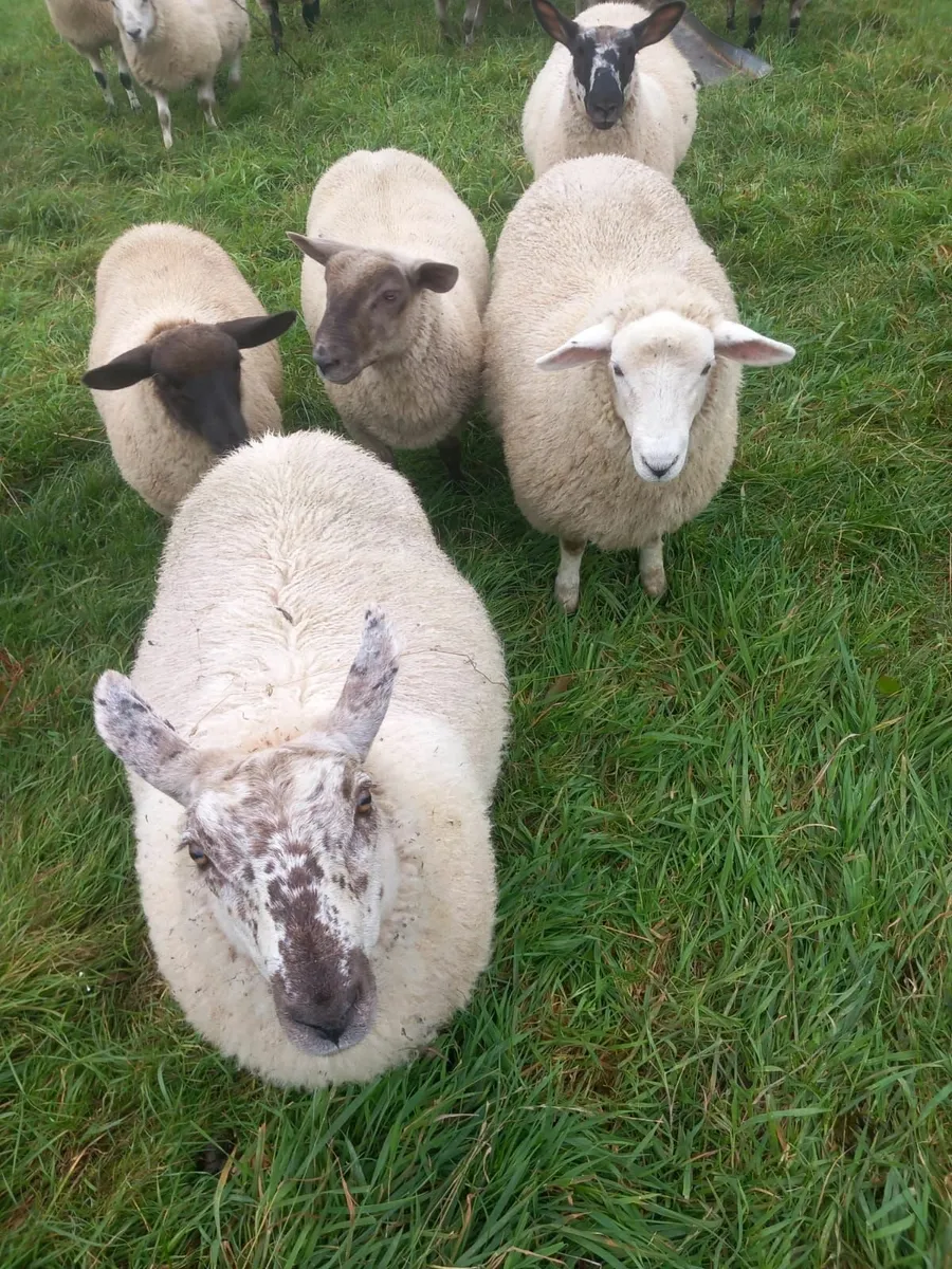 sheep - Image 3