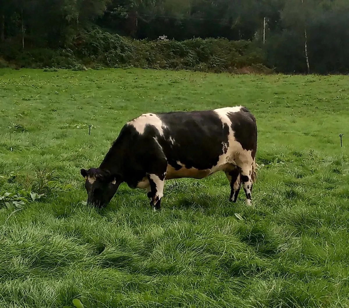 Incalf heifers - Image 2