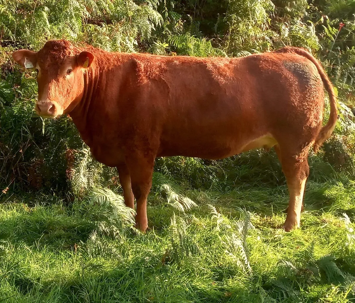 Incalf heifers - Image 3