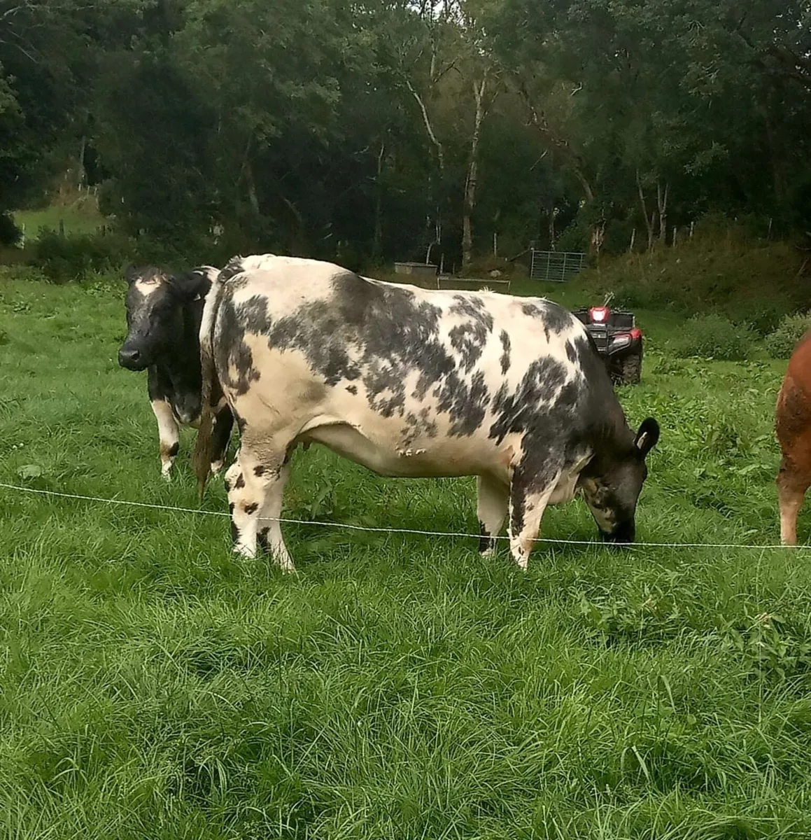 Incalf heifers - Image 4