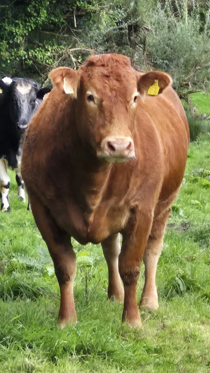 Incalf heifers - Image 1