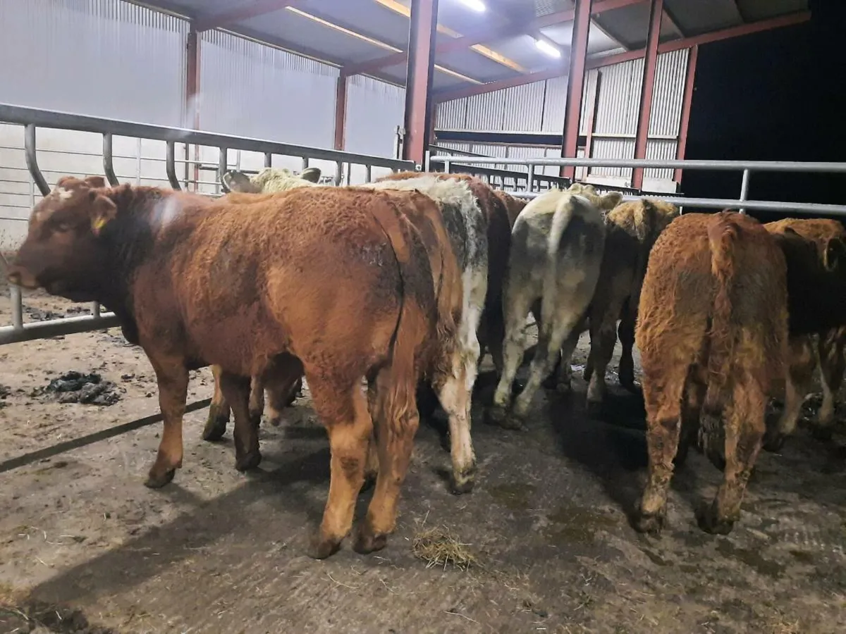 10 super u grade bullocks for sale - Image 2