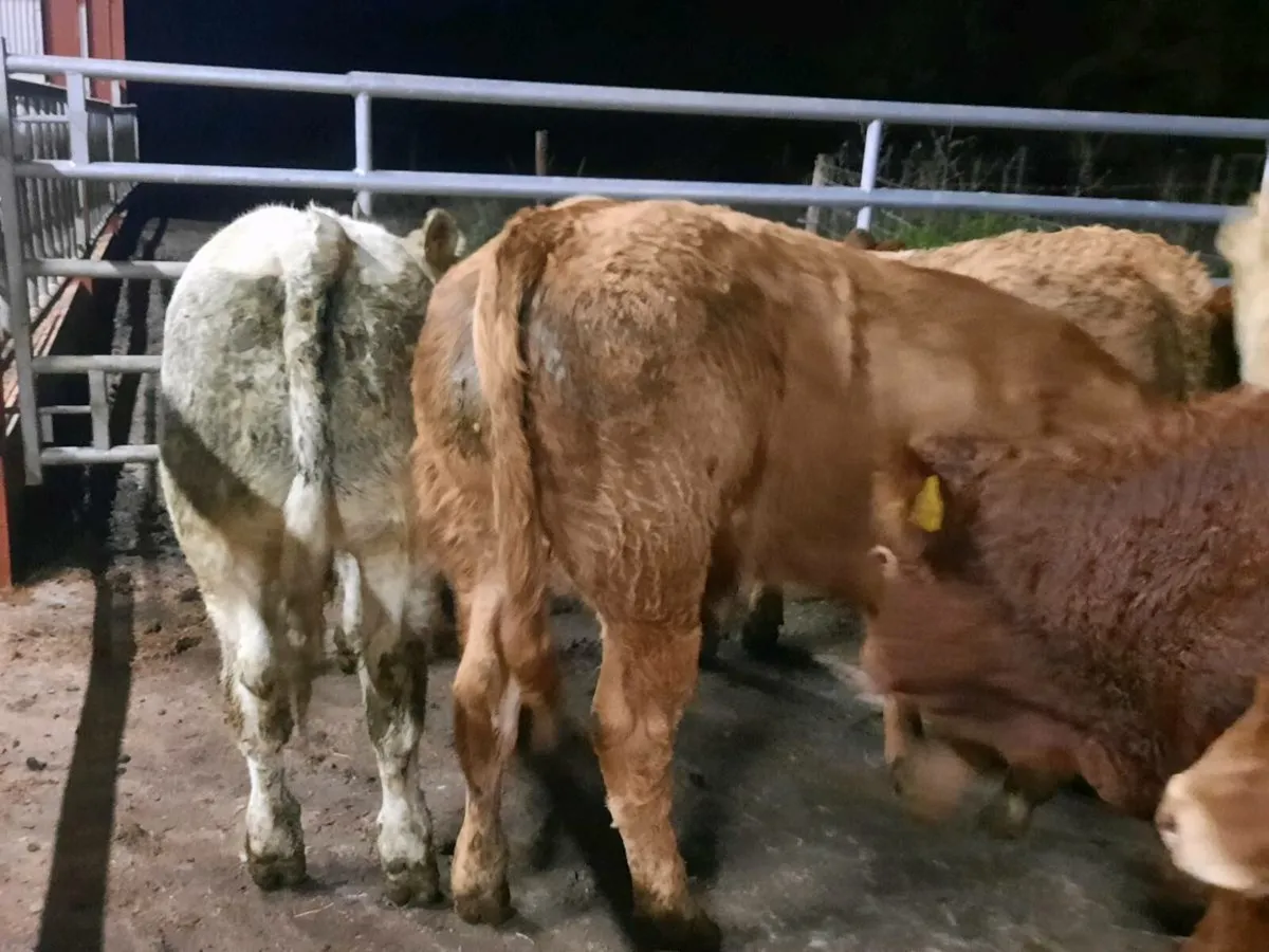 10 super u grade bullocks for sale - Image 3