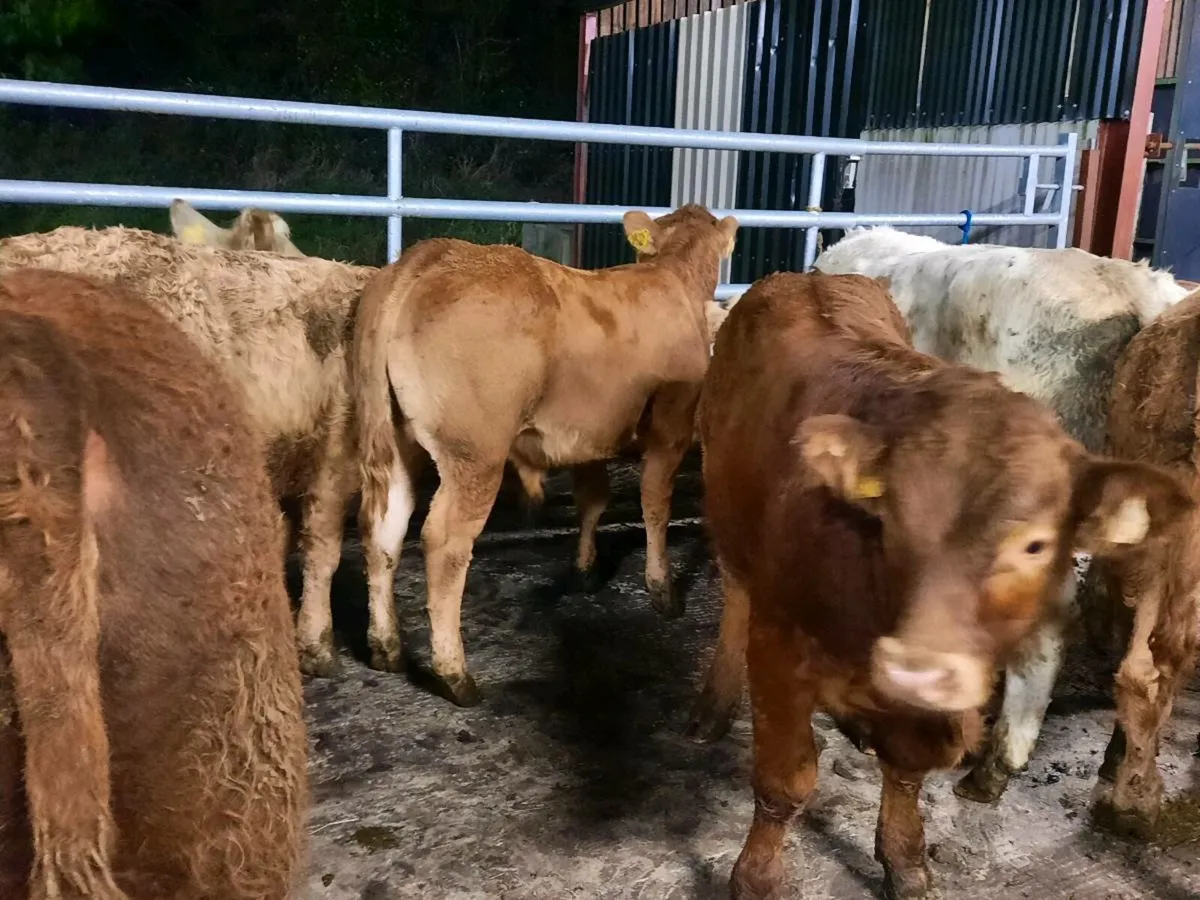 10 super u grade bullocks for sale - Image 4