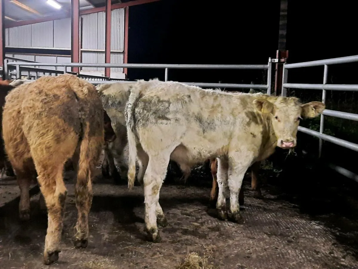 10 super u grade bullocks for sale - Image 1