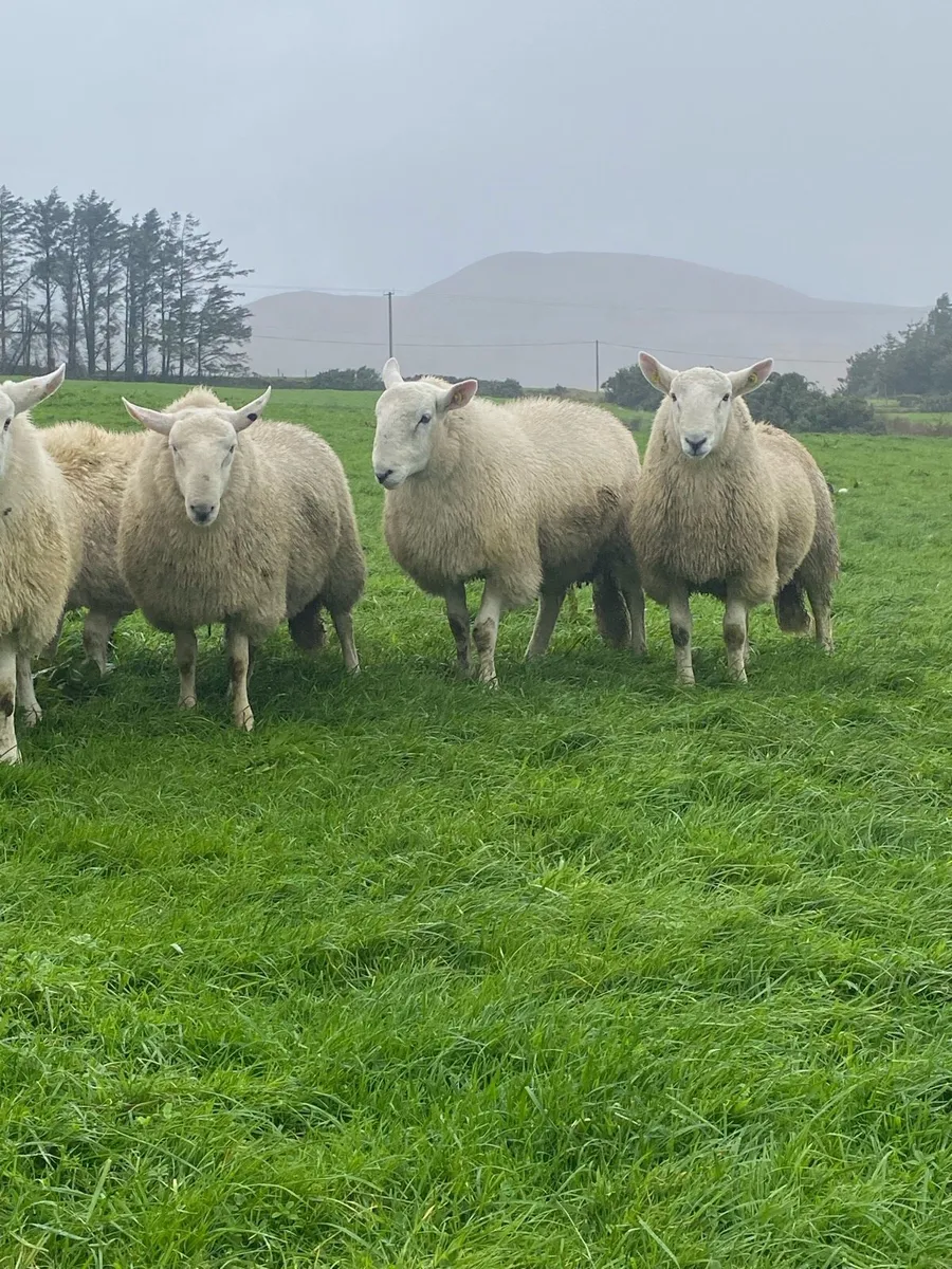 🔥 SIS Cheviot Ram lambs 🔥 - Image 1
