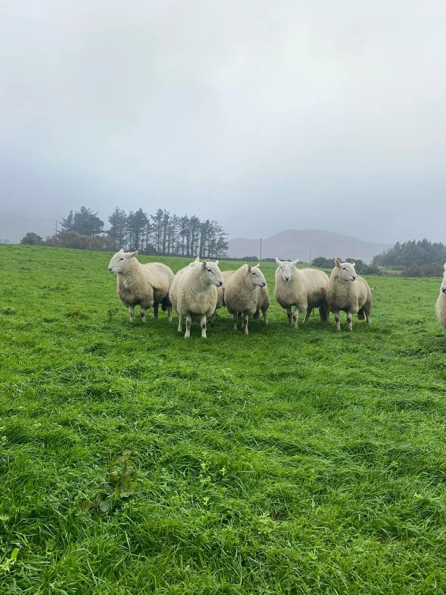 🔥 SIS Cheviot Ram lambs 🔥 - Image 2
