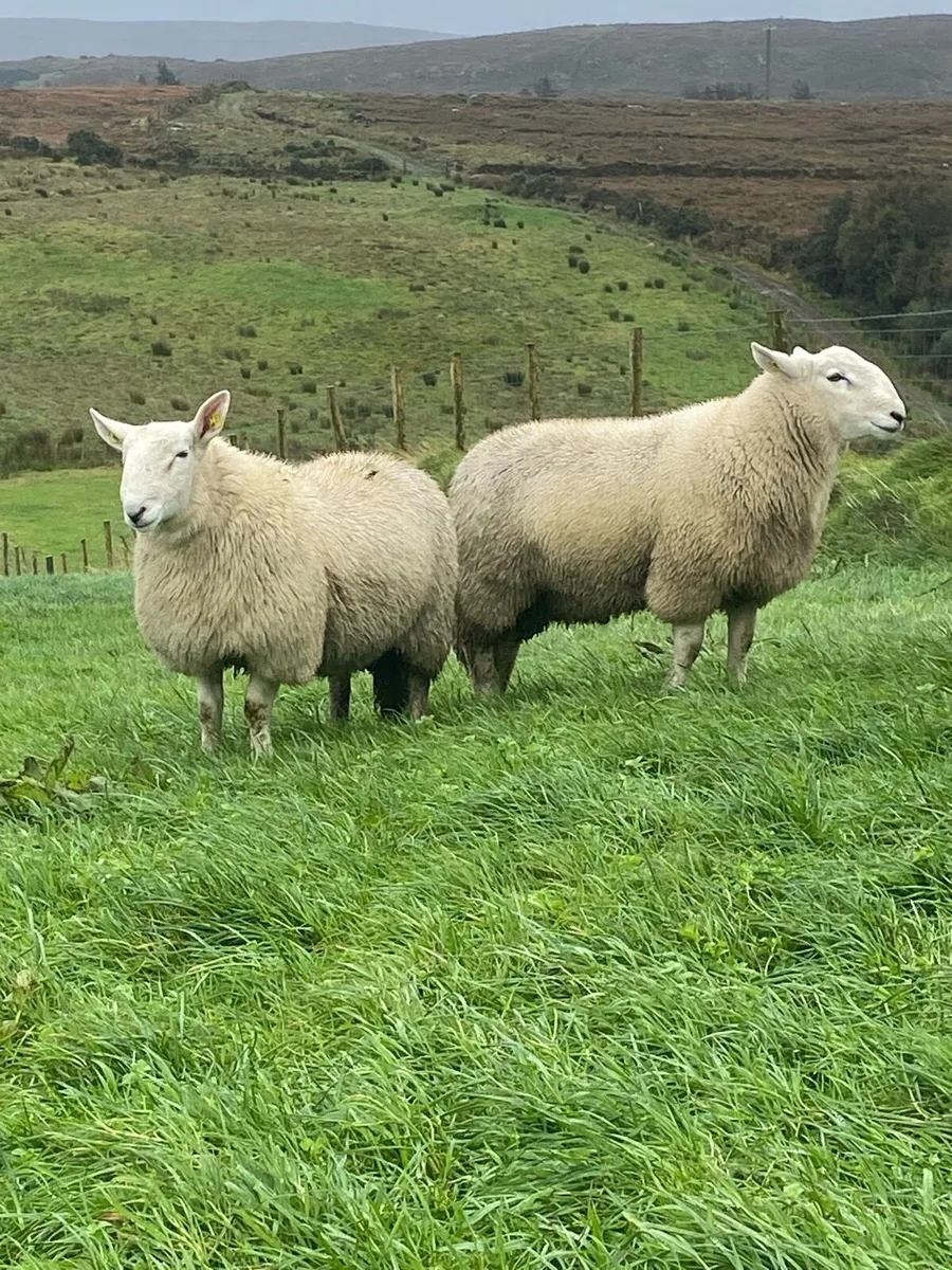 🔥 SIS Cheviot Ram lambs 🔥 - Image 3