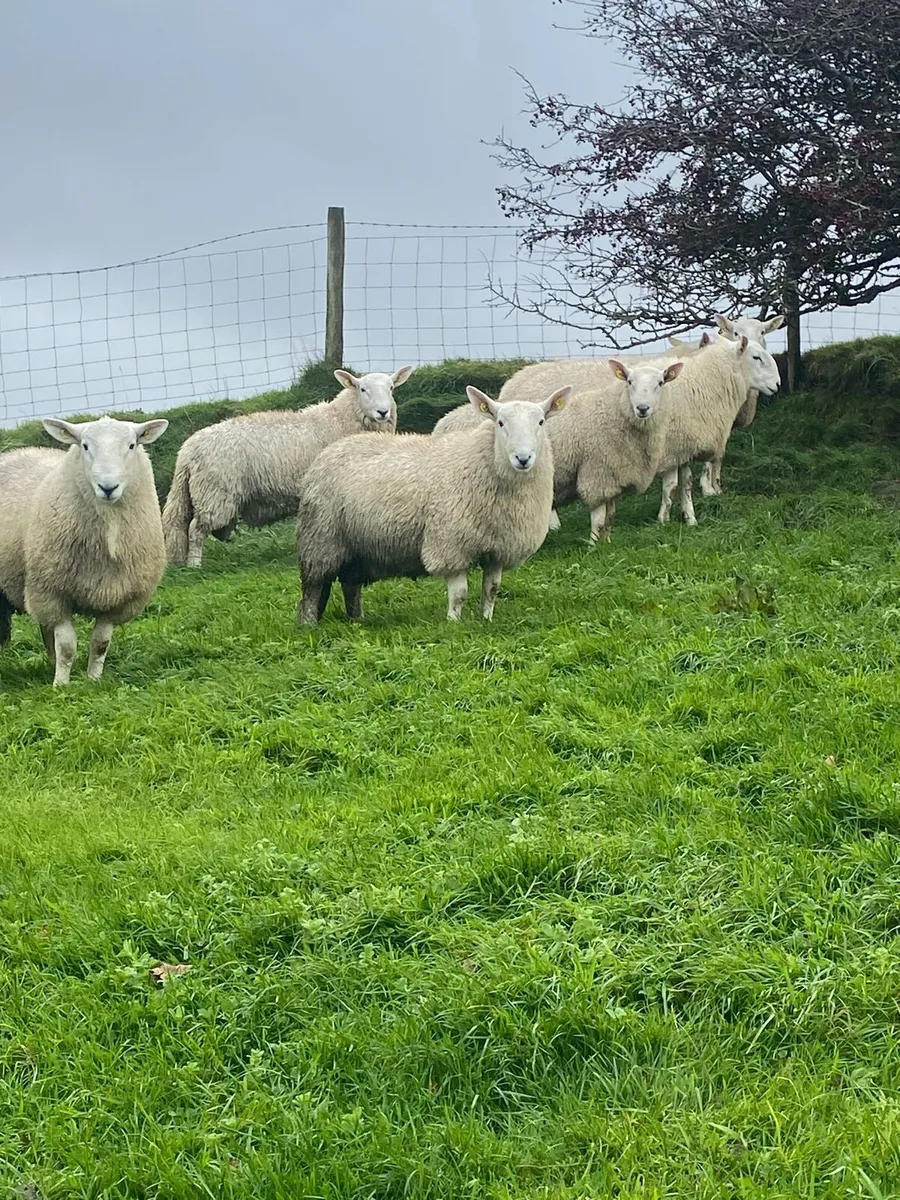 🔥 SIS Cheviot Ram lambs 🔥 - Image 4