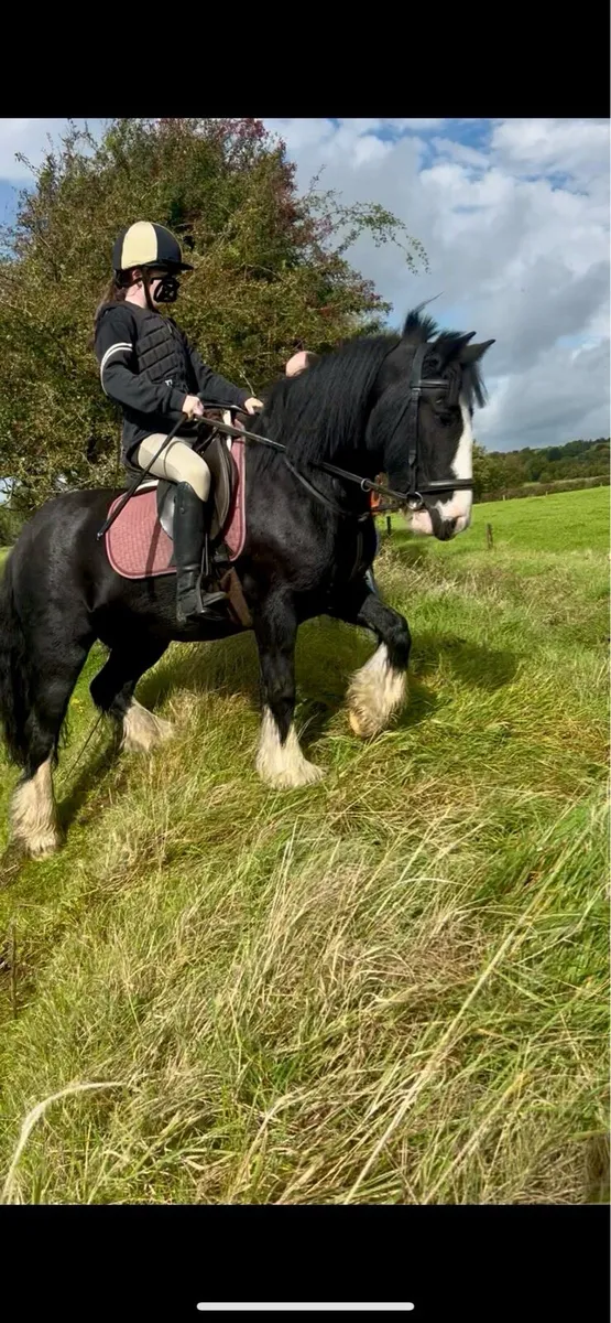 13hh  Cob - Image 1