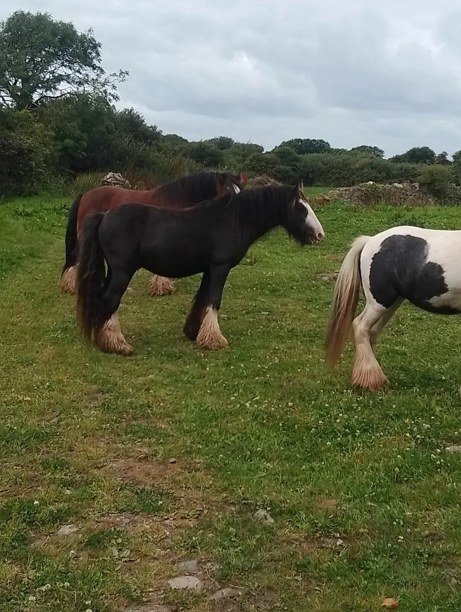 Horses - Image 1