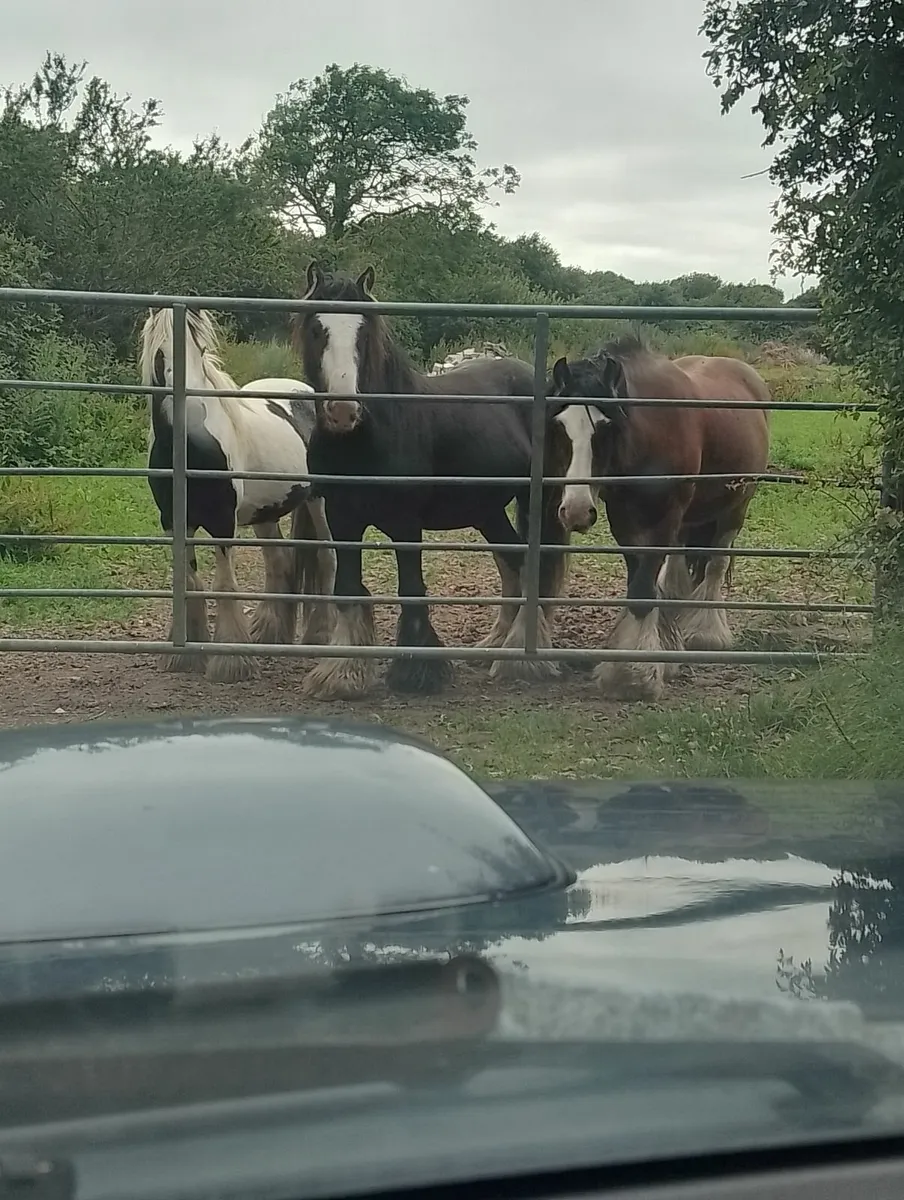 Horses - Image 2