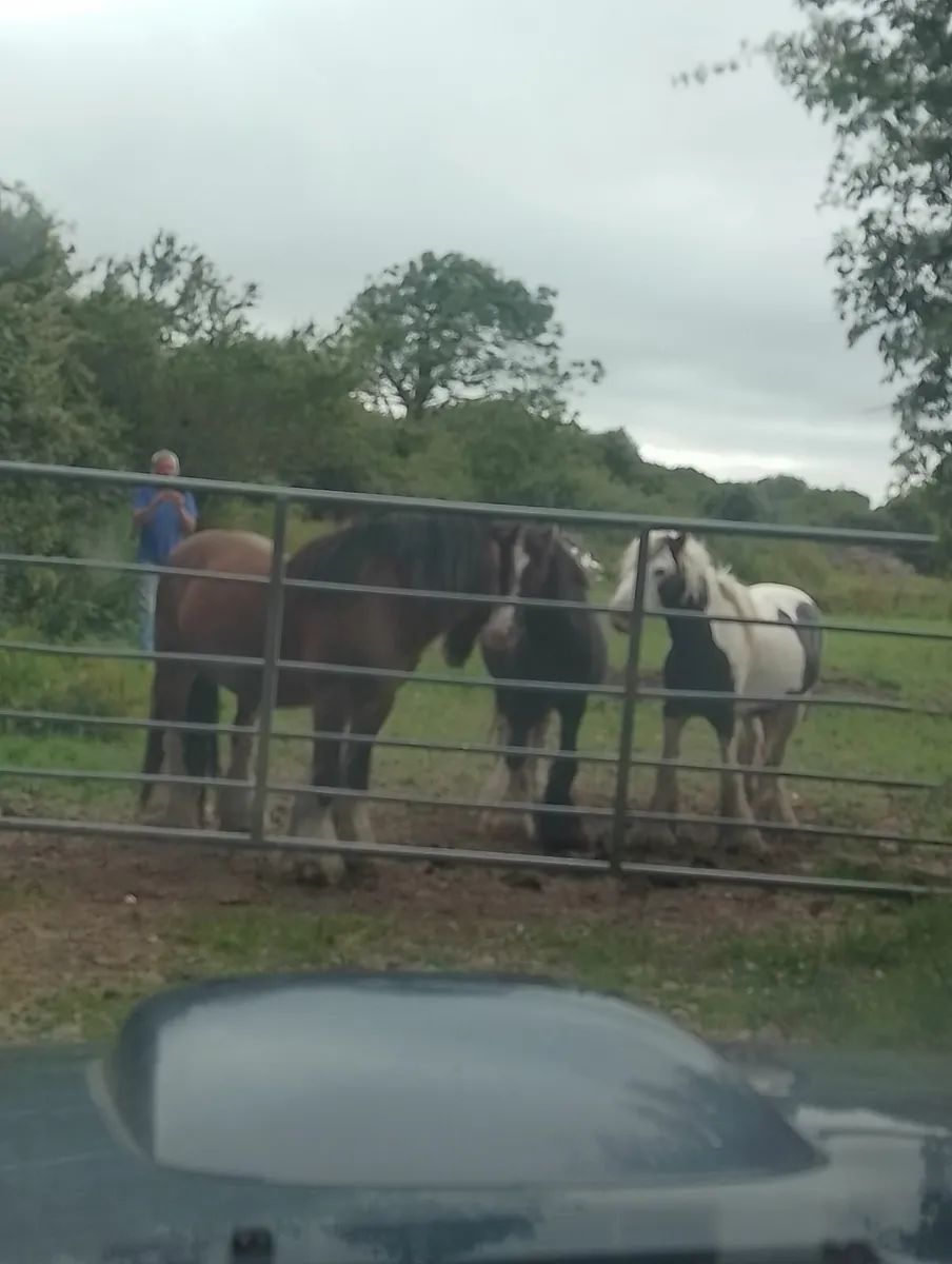 Horses - Image 3