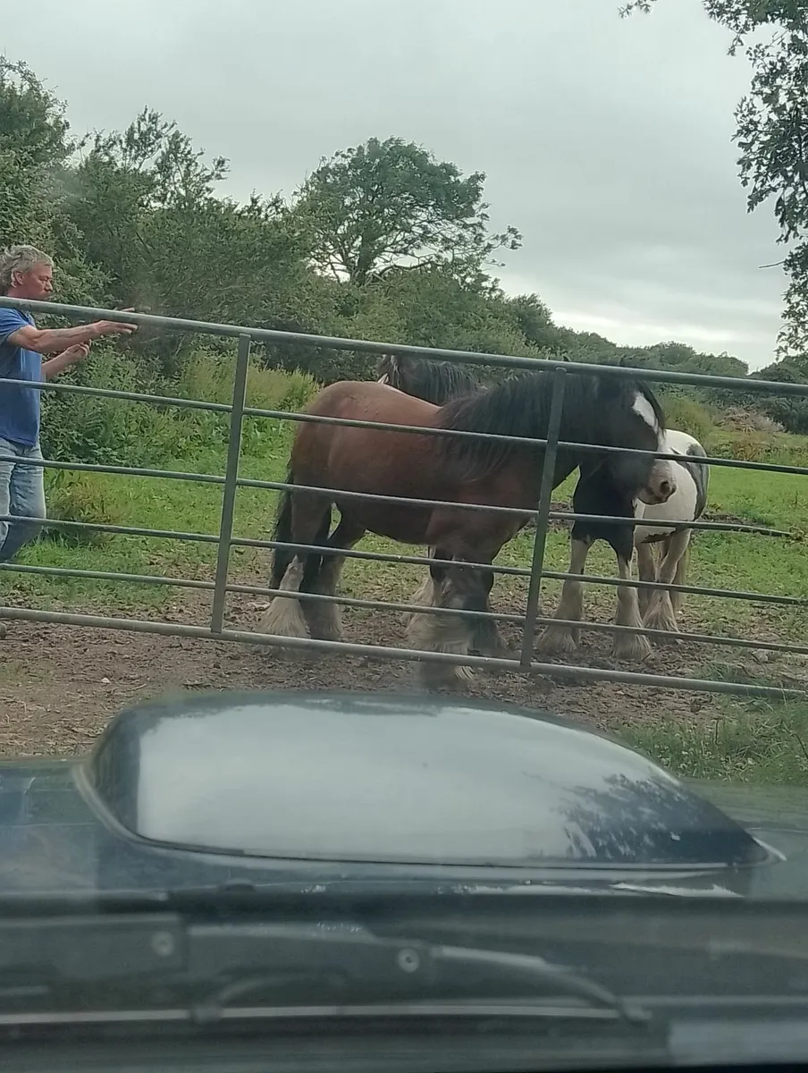 Horses - Image 4