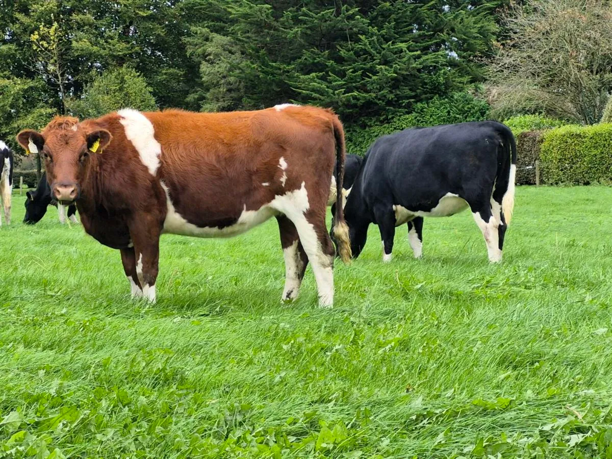 18 in calf heifers - Image 2