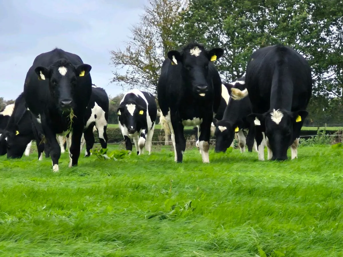 18 in calf heifers - Image 1