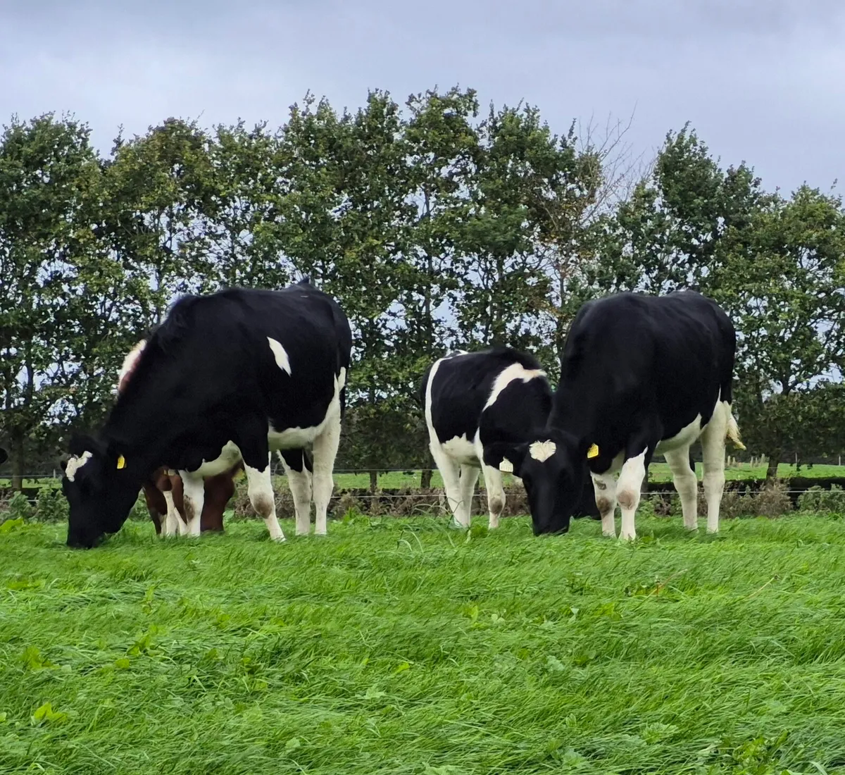 18 in calf heifers - Image 3